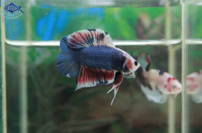 (ขายแล้วครับ)"คัดเกรด"ปลากัดครีบสั้นหางคู่-Halfmoon Plakats Double tails Super Fancy