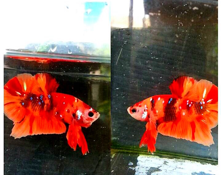 ปลากัดคัดเกรดครีบสั้นแฟนซี - Halfmoon Plakad Fancy Red Nemo Galaxy Premium Quality Grade