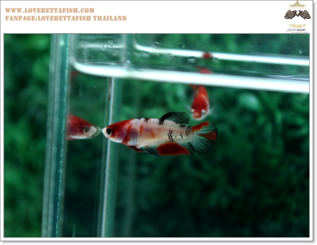 คัดเกรดปลากัดครีบสั้นตัวเมีย-Female Halfmoon Plakat Fancy Koi Qaulity Grade