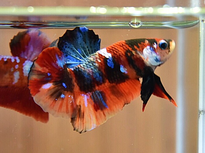 'นีโม่ ลายเสือ'ปลากัดคัดเกรดครีบสั้น - Halfmoon Plakad Fancy Nemo Tiger Premium Quality Grade
