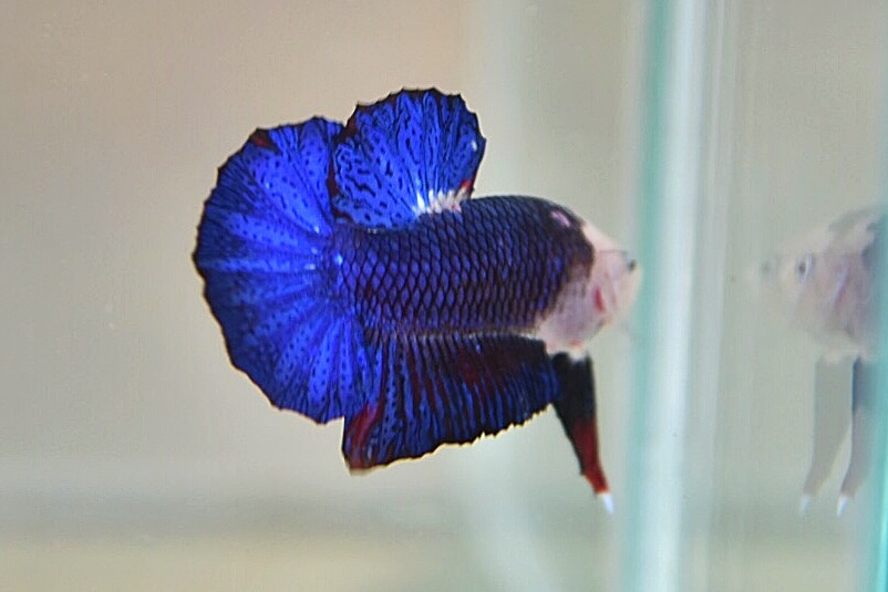 ปลากัดคัดเกรดครีบสั้น - Halfmoon Plakad Fancy Dragon Quality Grade