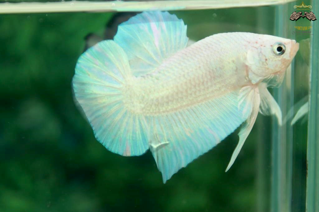 คัดเกรดปลากัดครีบสั้น - HalfMoon Plakad White Dragon Quality Grade