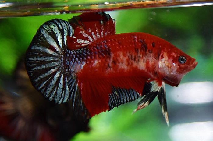 ปลากัดคัดเกรดครีบสั้น - Halfmoon Plakad Red Koi Premium Quality Grade