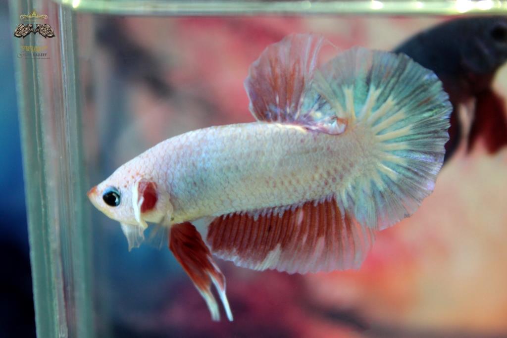 ปลากัดคัดเกรดครีบสั้น - Halfmoon Plakad Over Tails Sweet Pestel Colors Premium Quality Grade AAA+