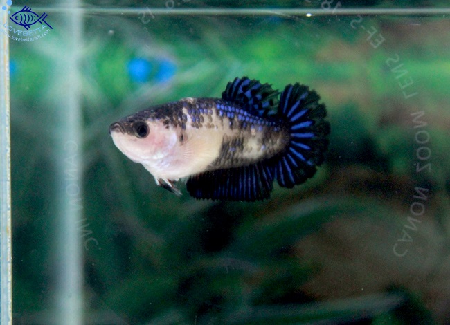 (ขายแล้วครับ)"คัดเกรด"ปลากัดครีบสั้นตัวเมีย-Halfmoon Plakats Super Fancy