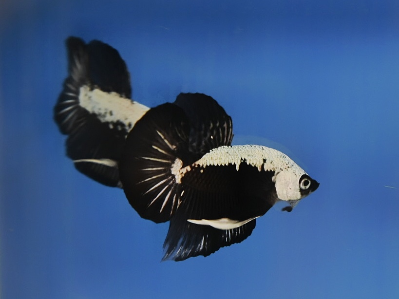 'ปลาวัยรุ่นอนาคตไกล' ปลากัดคัดเกรดครีบสั้น - Halfmoon Plakad Black Samurai Premium Quality Grade