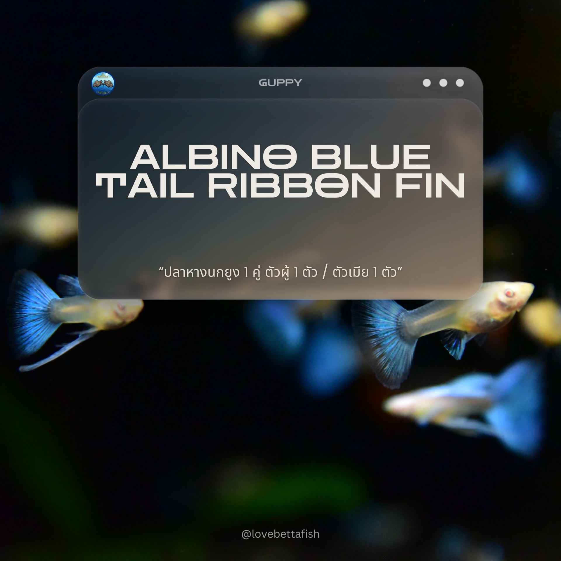 ปลาหางนกยูงคัดเกรด 1 คู่ ตัวผู้ 1 ตัว / ตัวเมีย 1 ตัว - 1 Pair Guppy Albino Blue Tail Ribbon Fin Premium Quality Grade