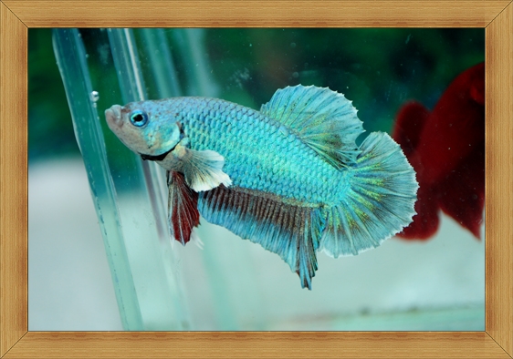 (ขายแล้วครับ)ปลากัดครีบสั้น - Fancy Halfmoon Plakats
