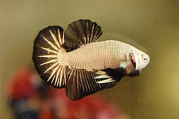 "มังกรดำ" ปลากัดคัดเกรดครีบสั้น - Halfmoon Plakad Black Dragon Premium Quality Grade
