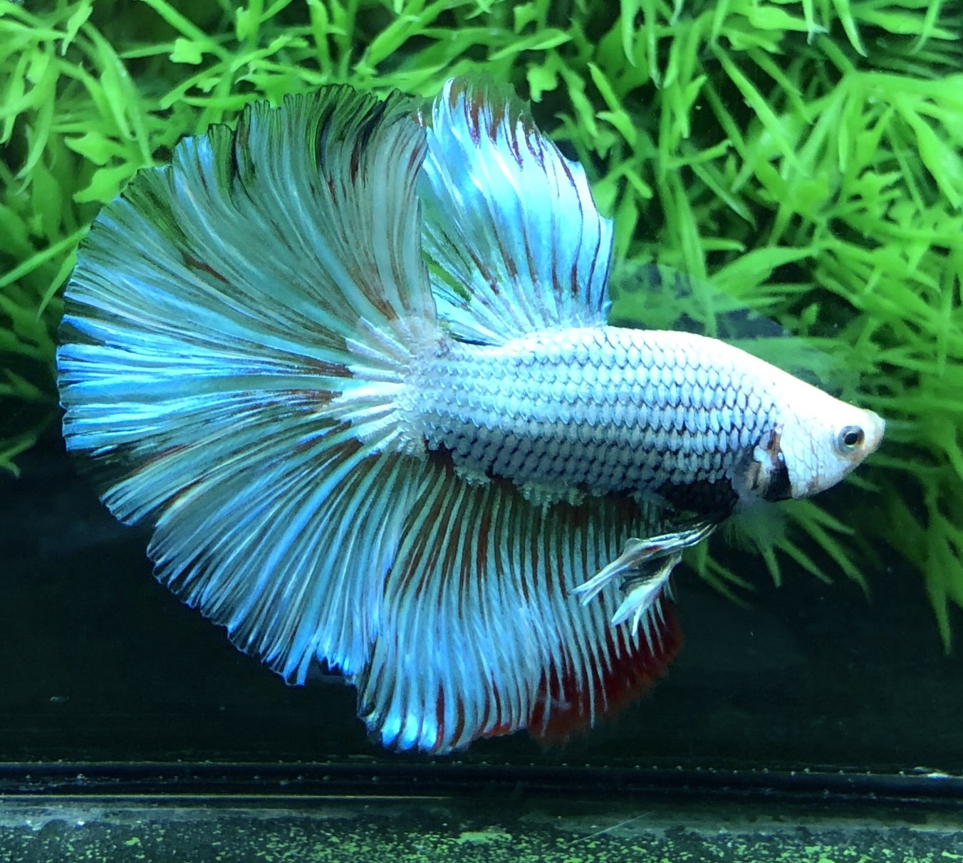 ปลากัดคัดเกรดครีบยาว - Halfmoon Fancy Dragon Premium Quality Grade