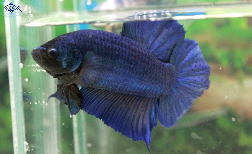 (ขายแล้วครับ)"คัดเกรด"ปลากัดยักษ์ครีบสั้น-Giant Green Blue