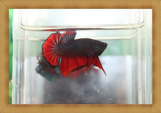 (ขายแล้วครับ)ปลากัดครีบสั้น-Fancy Halfmoon Plakats