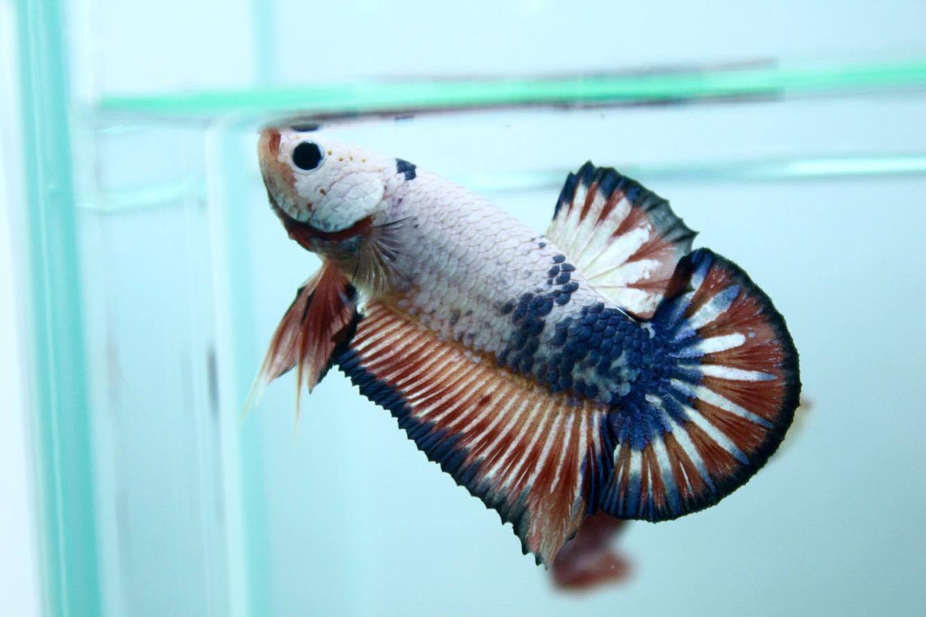 ปลากัดคัดเกรดครีบสั้น - Halfmoon Plakad Fancy Dragon Quality Grade