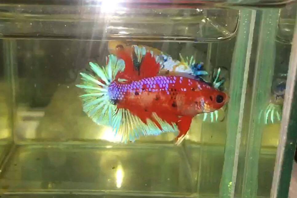 ปลากัดคัดเกรดครีบสั้น - Halfmoon Plakad Fancy Dragon Quality Grade