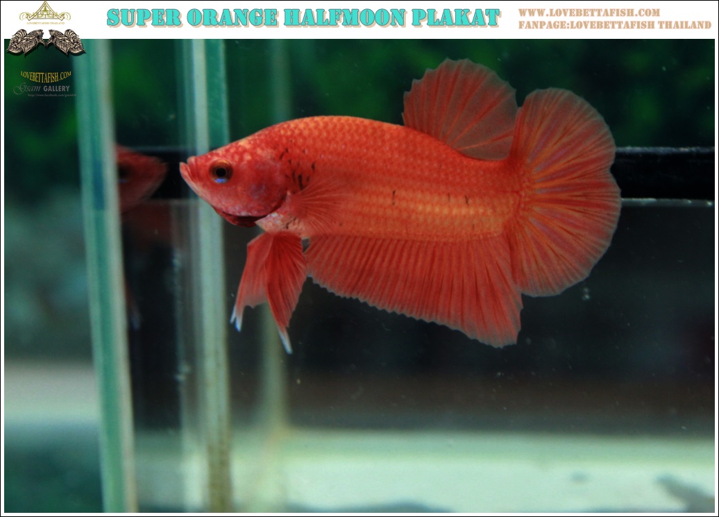 (ขายแล้วครับ)"คัดเกรด"ปลากัดครีบสั้น-Halfmoon Plakats Super Orange