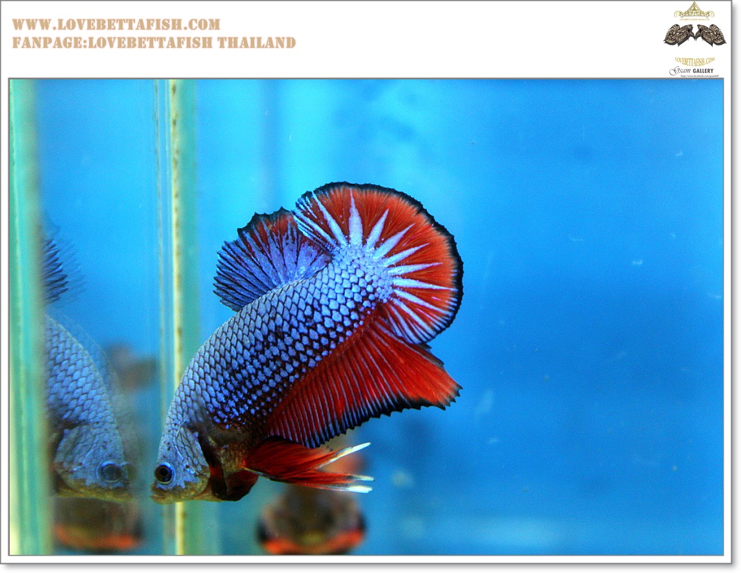 คัดเกรดปลากัดครีบสั้น-Halfmoon Plakat Fancy Blue Red Dragon
