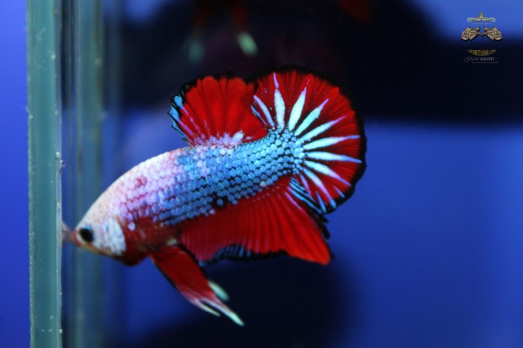 ปลากัดคัดเกรดครีบสั้น - Halfmoon Plakad Facny Dragon Quality Grade
