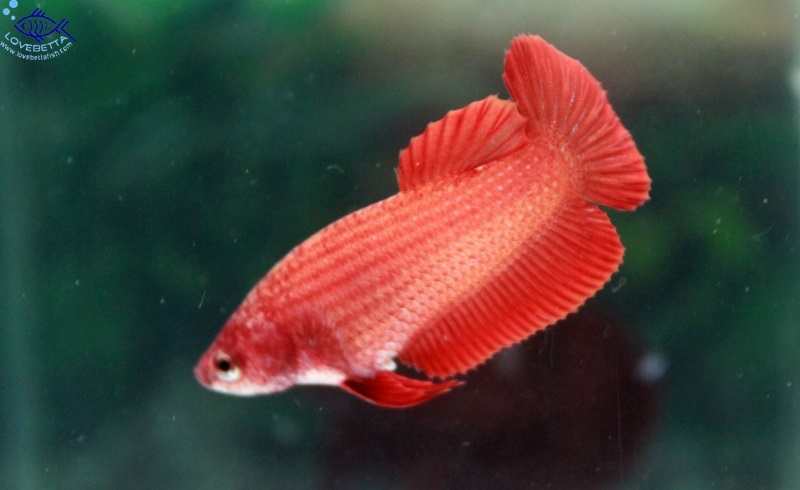 (ขายแล้วครับ)"คัดเกรด"ปลากัดครีบสั้นตัวเมีย-Female Halfmoon Plakats Super Red