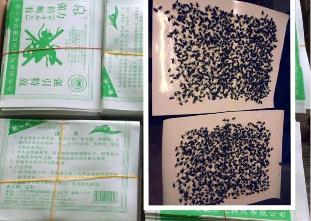 กาวเหนียวดักแมลง (ชนิดแผ่น ) 100 แผ่น