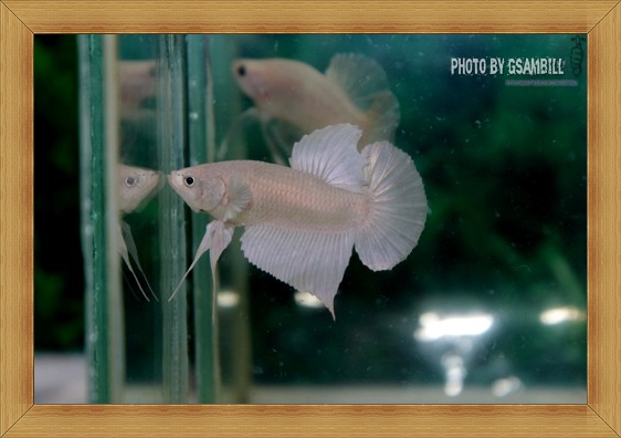 (ขายแล้วครับ)White Opac ปลากัดครีบสั้น