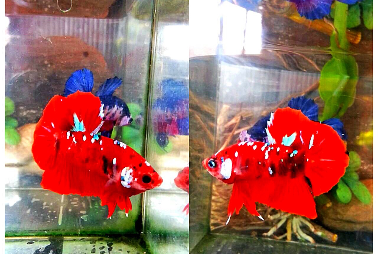 ปลากัดคัดเกรดครีบสั้นแฟนซี - Halfmoon Plakad Fancy Red Galaxy Premium Quality Grade