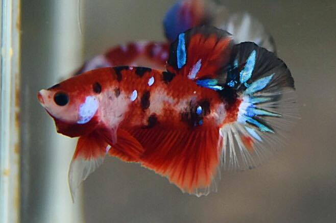 ปลากัดคัดเกรดครีบสั้น - Halfmoon Plakad Fancy Koi Premium Quality Grade