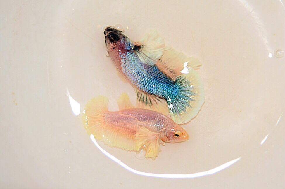 ตัวเมียและตัวผู้ปลากัดหูช้างคัดเกรด 1 คู่ - Female Halfmoon Big Ear Premium Quality Grade AAA+