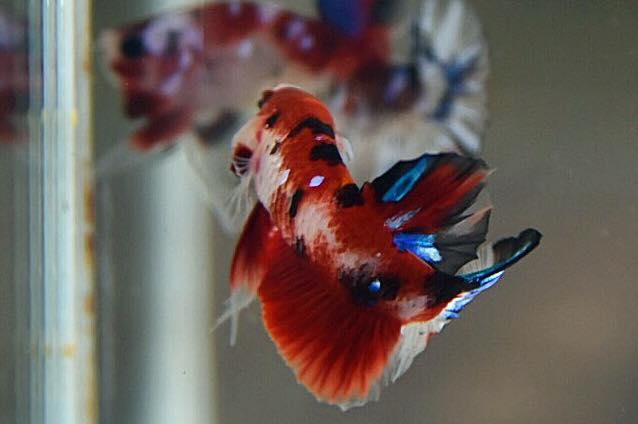 ปลากัดคัดเกรดครีบสั้น - Halfmoon Plakad Fancy Koi Premium Quality Grade