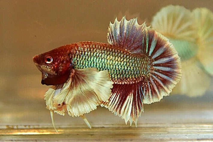 “หูใหญ่มากหูเป็นพวง”ปลากัดคัดเกรดครีบสั้นหูช้าง - Halfmoon Plakad Big Ear Premium Quality Grade AAA+