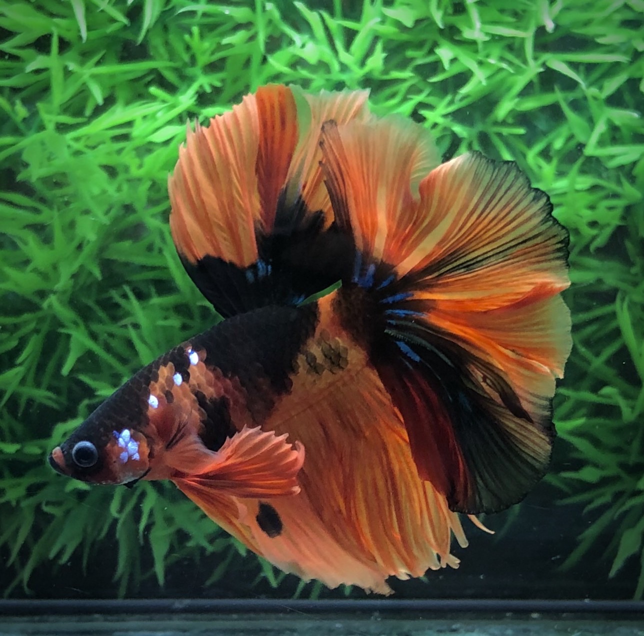 ปลากัดคัดเกรดครีบยาว - Halfmoon Fancy Koi Candy Premium Quality Grade