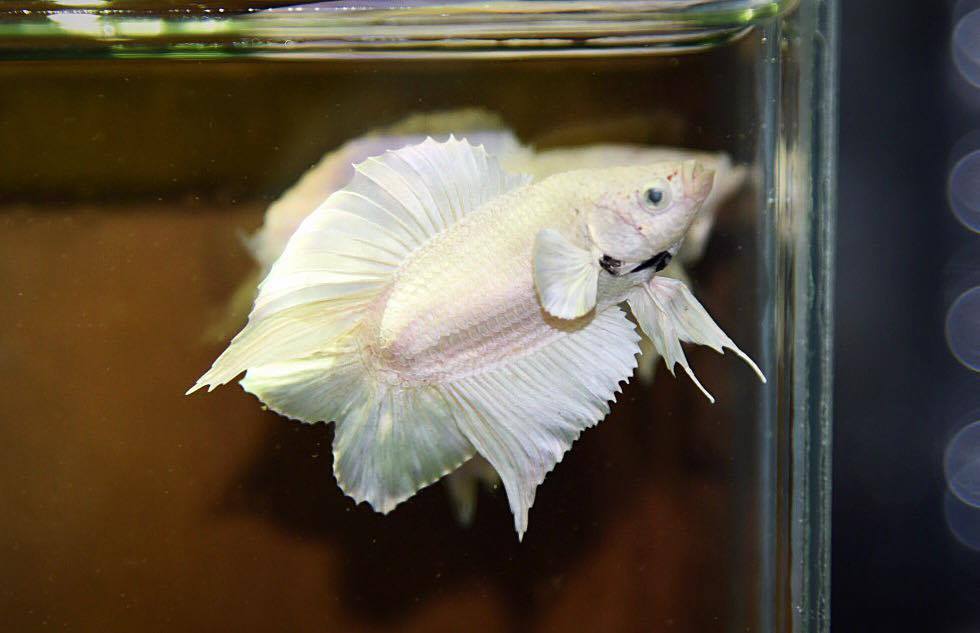 "คัดเกรด"ปลากัดครีบสั้นหางคู่-Double Tails White platinum Quality Grade