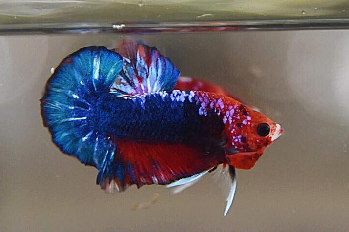 "แฟนซีดราก้อน" ปลากัดคัดเกรดครีบสั้น - Halfmoon Plakad Fancy Dragon Premium Quality Grade