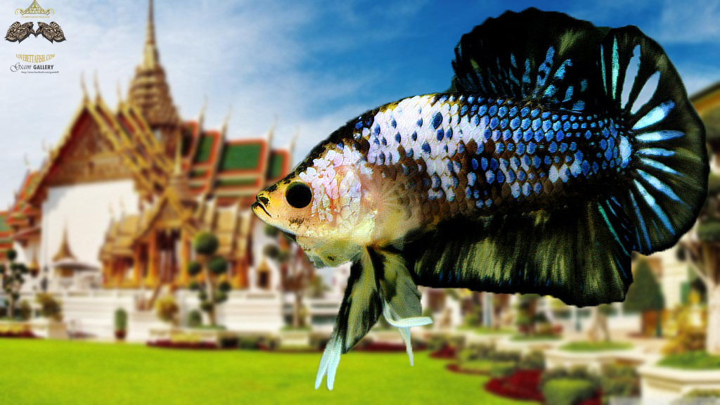 (ขายแล้วครับ)"คัดเกรด"ปลากัดครีบสั้น-Halfmoon Plakats Fancy Full colors Black Yellow