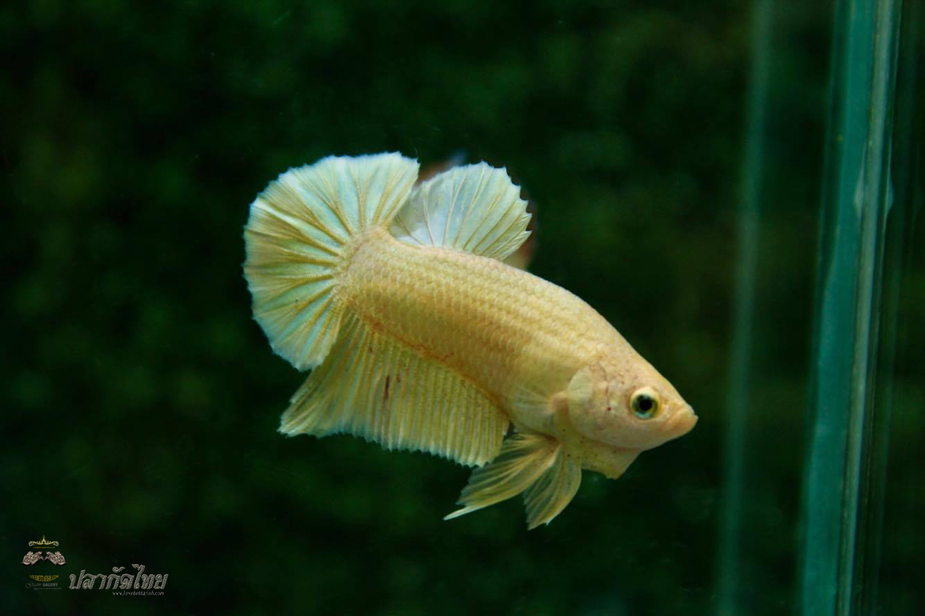 ปลากัดคัดเกรดครีบสั้น - Halfmoon Plakad Super Gold Quality Grade