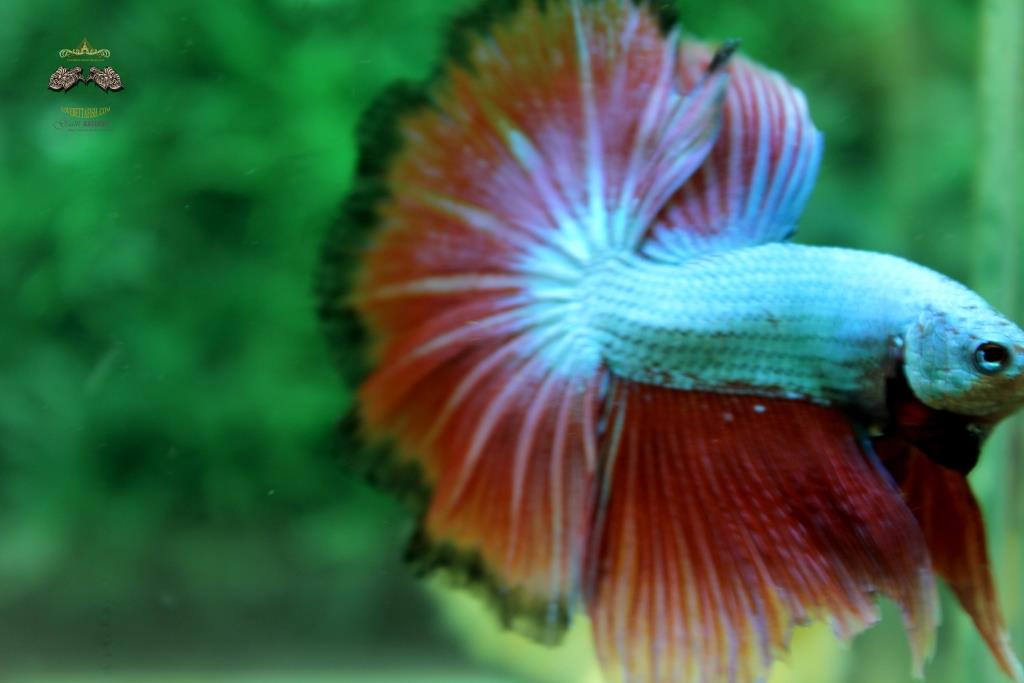 "คัดเกรดปลากัดครีบยาว"-Halfmoon Fancy Dragon Premium Quality Grade