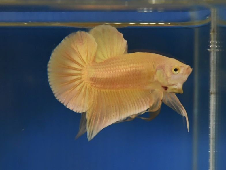 ปลากัดคัดเกรดครีบสั้น - Halfmoon Plakad Super Gold Premium Quality Grade