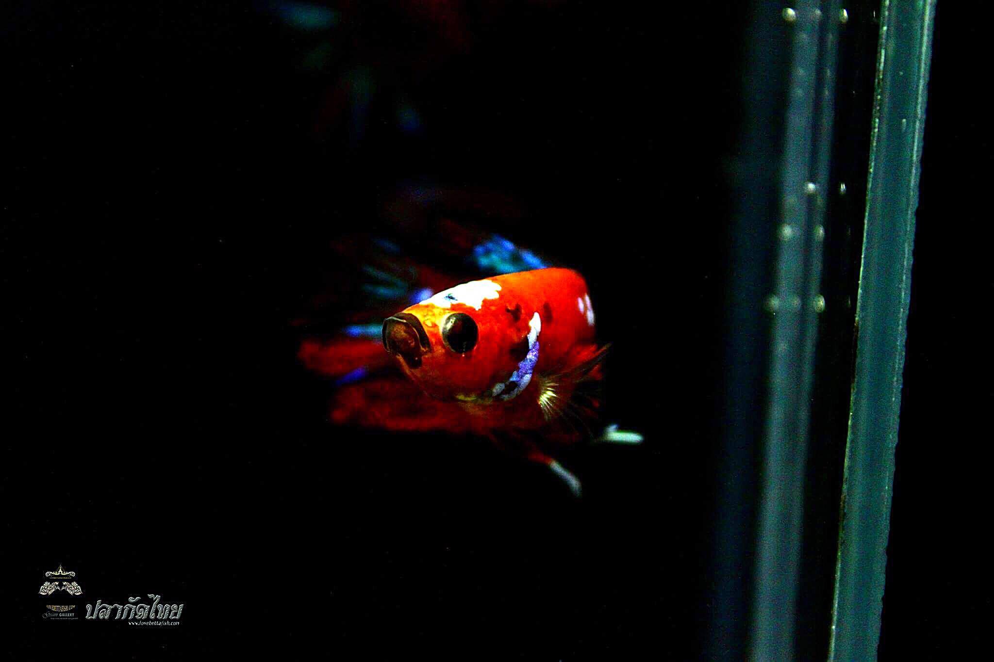 ปลากัดคัดเกรดครีบสั้น - Halfmoon Plakad Koi Galaxy Premium Quality Grade