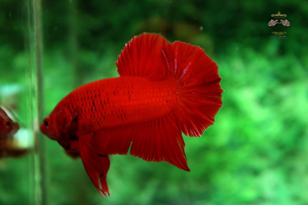 คัดเกรดปลากัดครีบสั้น - Halfmoon Plakad Quality Super Red