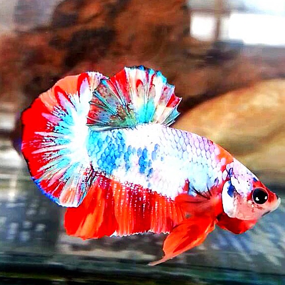 ปลากัดคัดเกรดครีบสั้นแฟนซี - Halfmoon Plakad Fancy Nemo Galaxy Premium Quality Grade