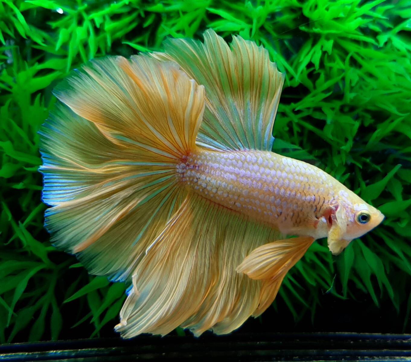 ปลากัดคัดเกรดครีบยาว - Halfmoon Fancy Yellow Premium Quality Grade AAA+