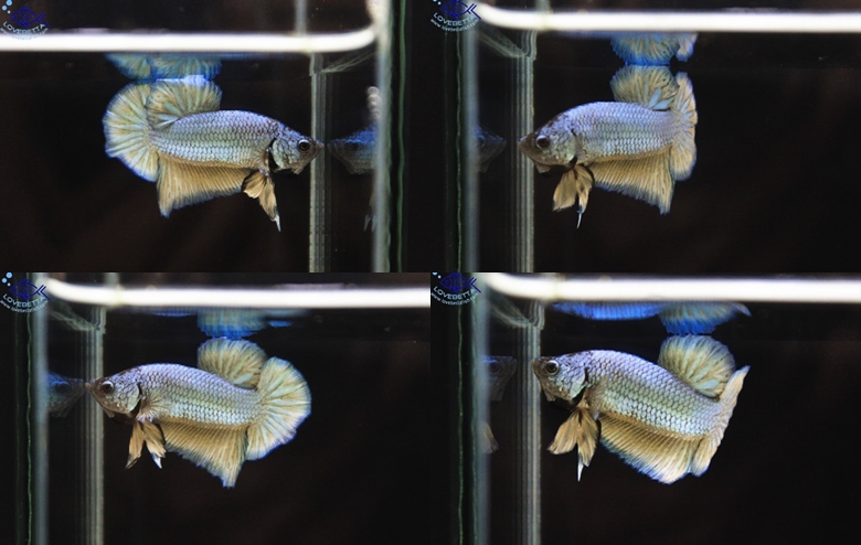 (ขายแล้วครับ)"คัดเกรด"ปลากัดครีบสั้น-Halfmoon Plakats Fancy3