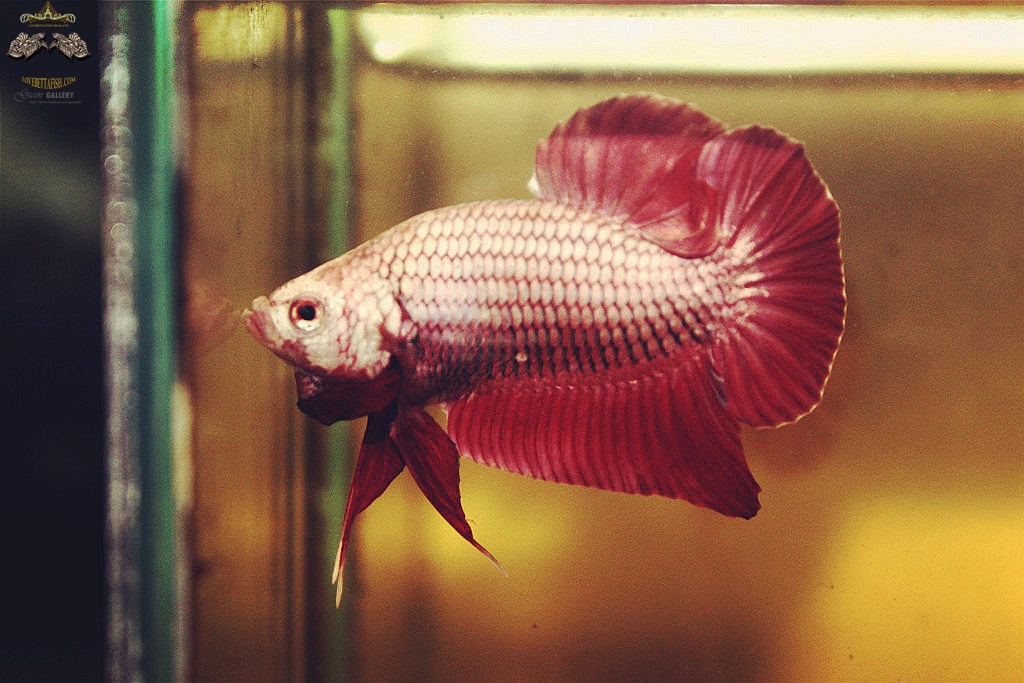 (ขายแล้วครับ)มังกรแดง"คัดเกรด"ปลากัดครีบสั้น-Halfmoon Plakats Red Dragon