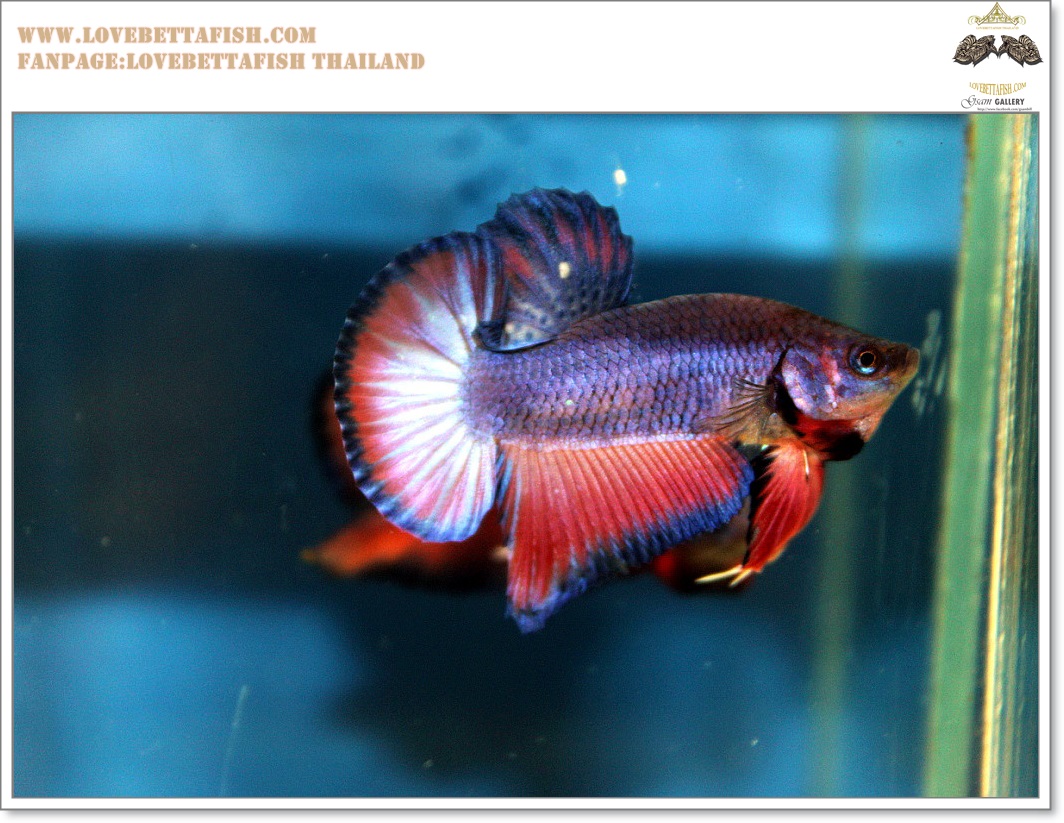 คัดเกรดปลากัดครีบสั้น-Halfmoon Plakat Lavender Fancy