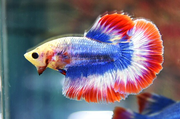 “ลายธงชาติสีสวยฟอร์มคัด”ปลากัดคัดเกรดครีบยาว - Halfmoon Thailand Premium Quality Grade AAA+