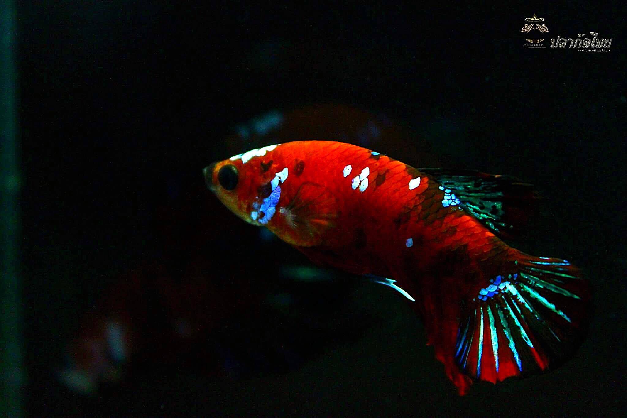 ปลากัดคัดเกรดครีบสั้น - Halfmoon Plakad Koi Galaxy Premium Quality Grade