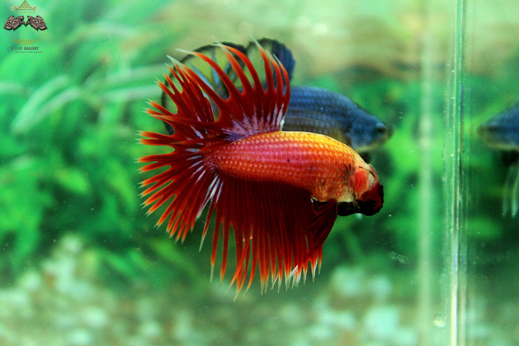 (ขายแล้วครับ)ปลากัดครีบยาวหางมงกุฎ-Crowntails Red