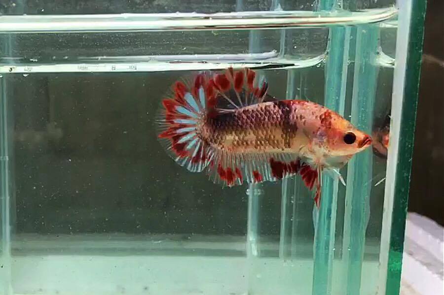 ปลากัดคัดเกรดครีบสั้น - Halfmoon Plakad Facny Dragon Quality Grade