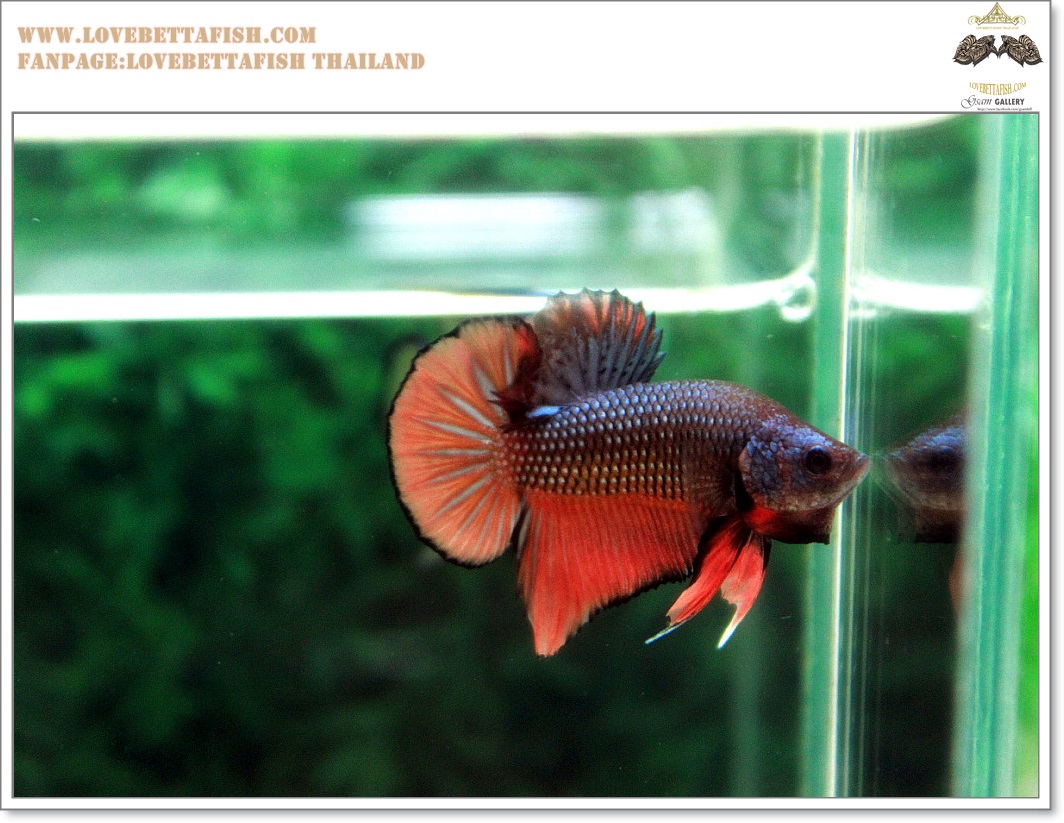 คัดเกรดปลากัดครีบสั้น-Halfmoon Plakat Orange Copper
