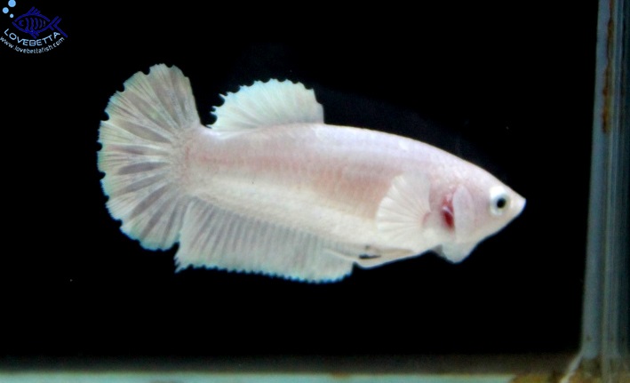 (ขายแล้วครับ)"คัดเกรด"ปลากัดครีบสั้นตัวเมีย-Female Halfmoon Plakats White Platinum