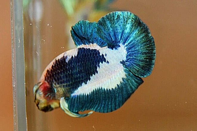 ปลากัดคัดเกรดครีบสั้น - Halfmoon Plakad Fancy Premium Quality Grade AAA+